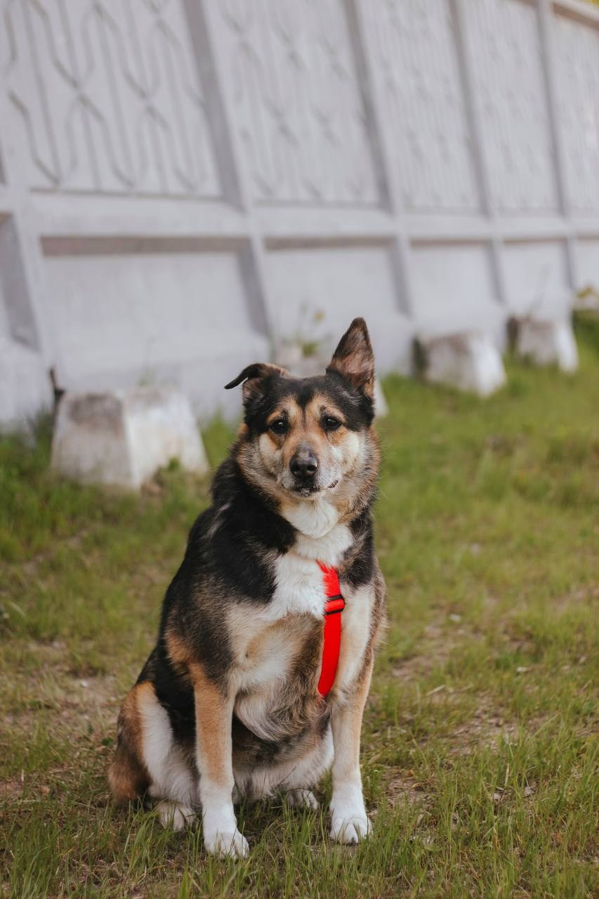 Ищут дом. Забери домой друга