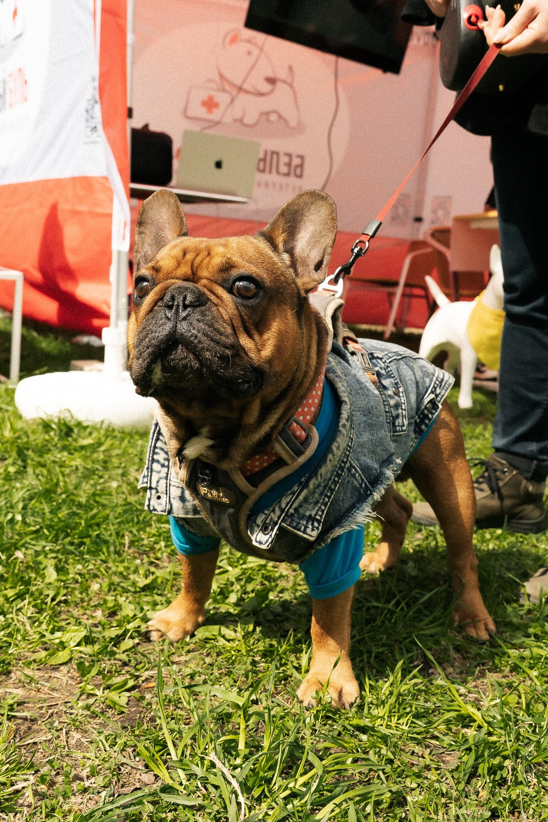 Парад Бульдогов. Axenov_eugene