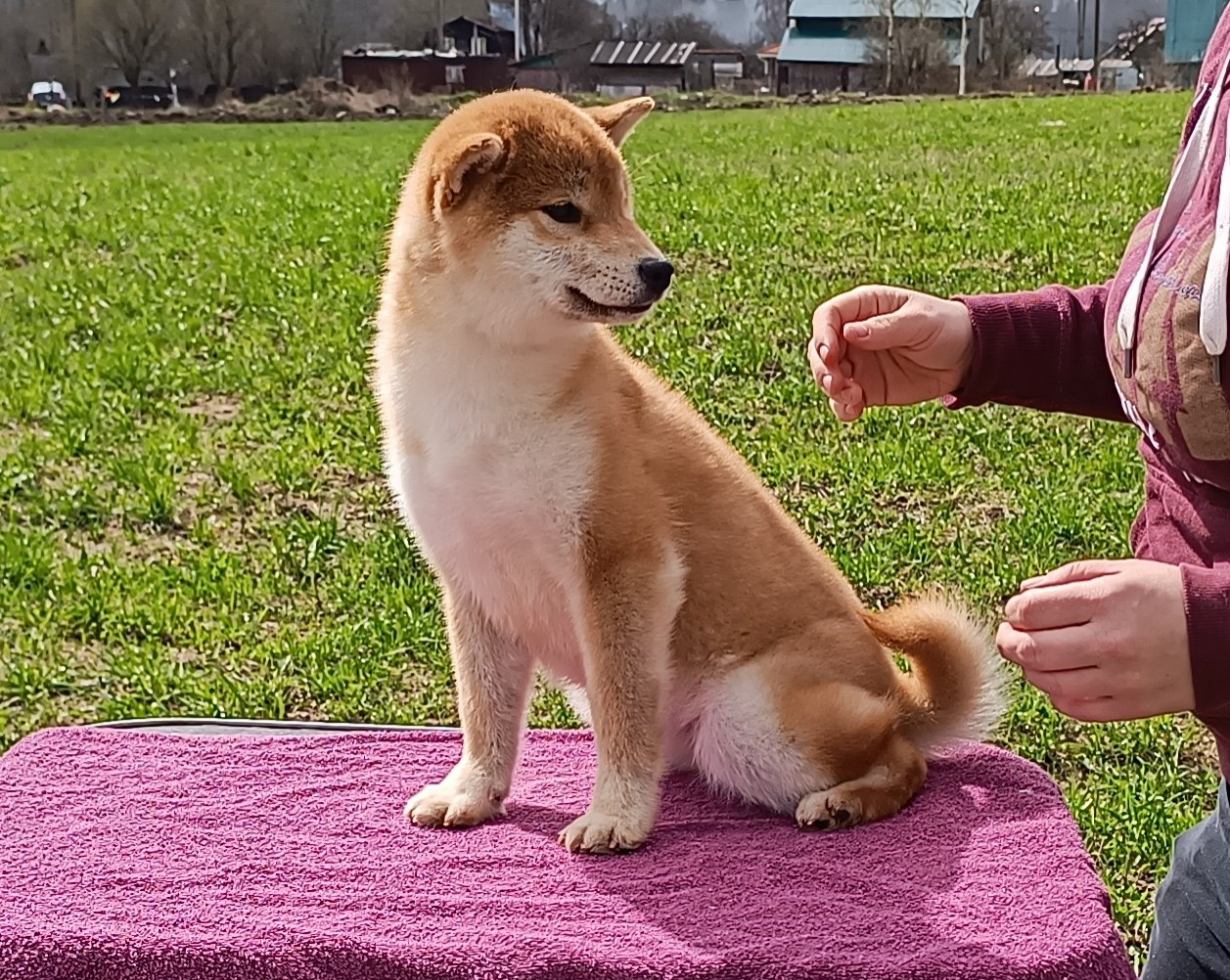 Rubylight Bella * Белла. Американская акита I Сиба ину I Питомник RUBYLIGHT