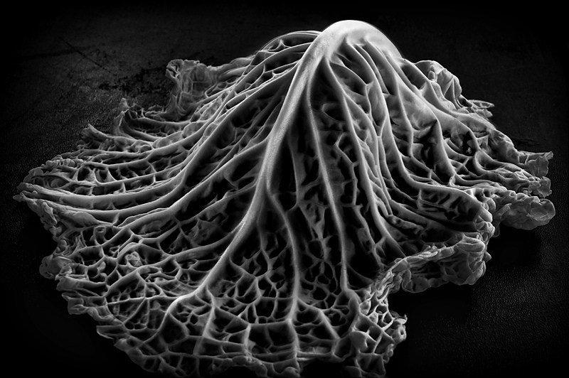 фотография Эдварда Уэстона с акцентом на форму и текстуру объекта