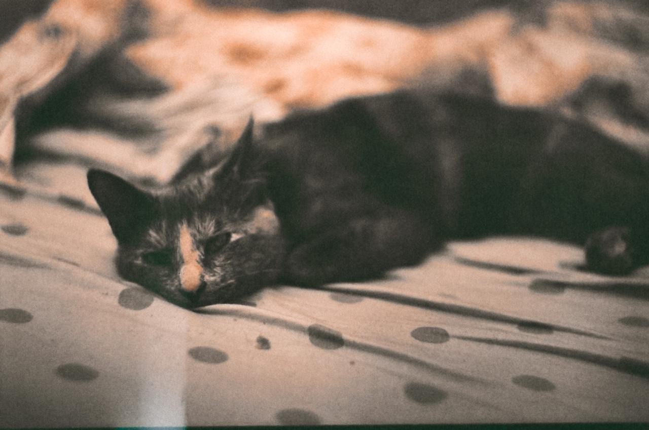 ANIMALS. SMM-продвижение и контент в Санкт-Петербурге (СПб)