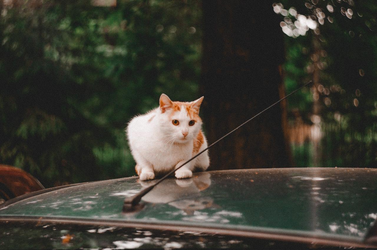 ANIMALS. SMM-продвижение и контент в Санкт-Петербурге (СПб)