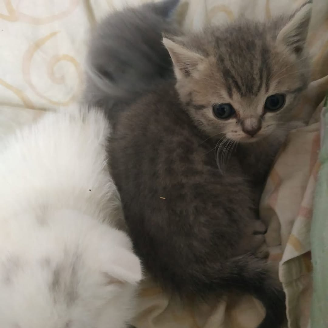 🐾 ДОМАШНЯЯ ВЫСТАВКА ПИТОМЦЕВ: КТО У КОГО ЖИВЁТ? 🐱🐶