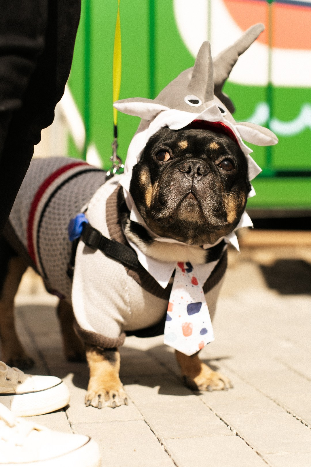 Парад Бульдогов. Axenov_eugene