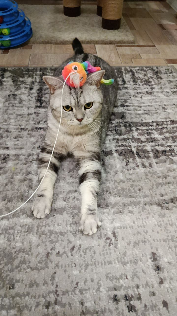 Гостиница для кошек Усики и хвостики, Красноярск