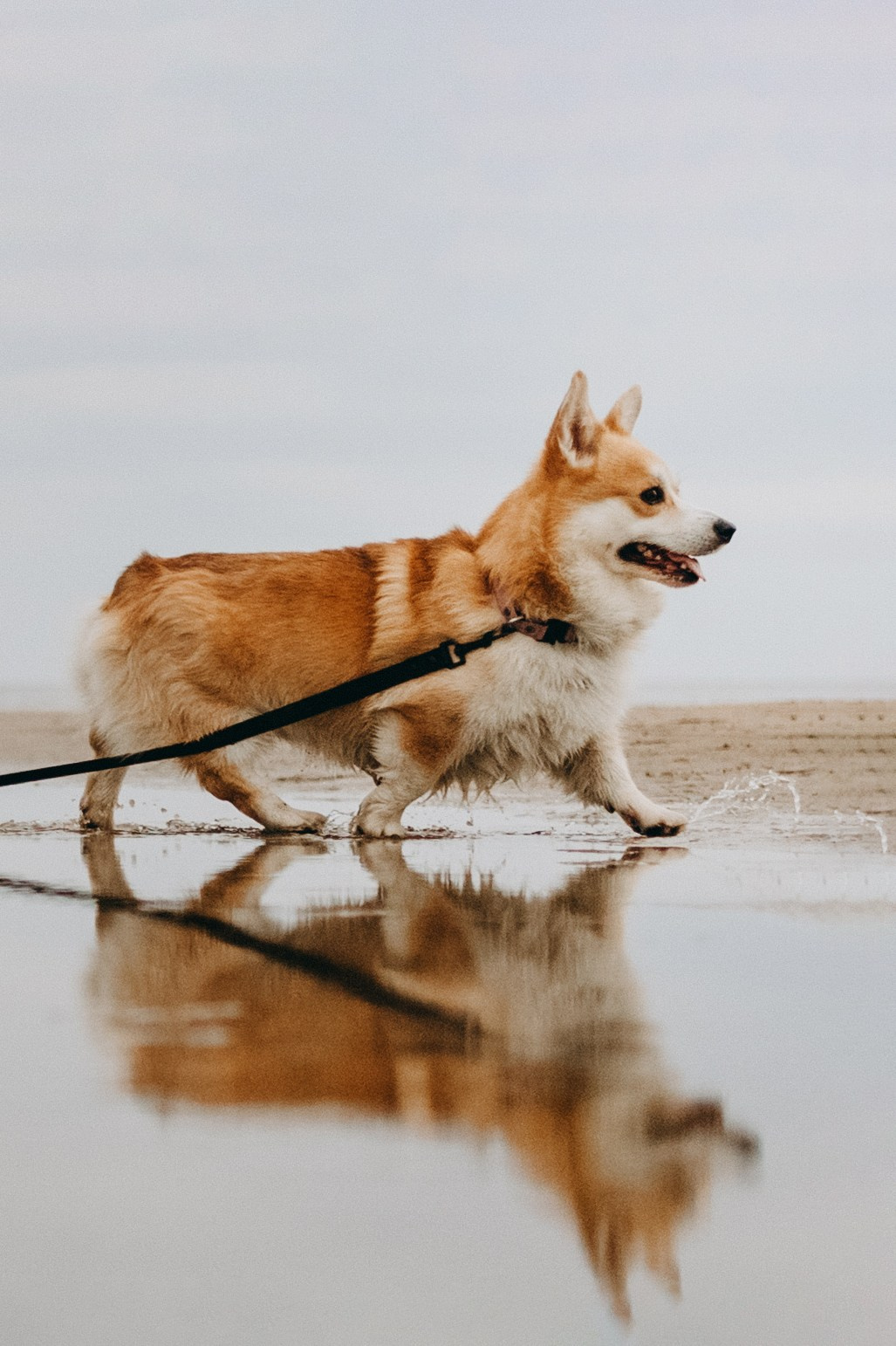 Лиза и Бакс. Фотограф — Анималист | Санкт-Петербург
