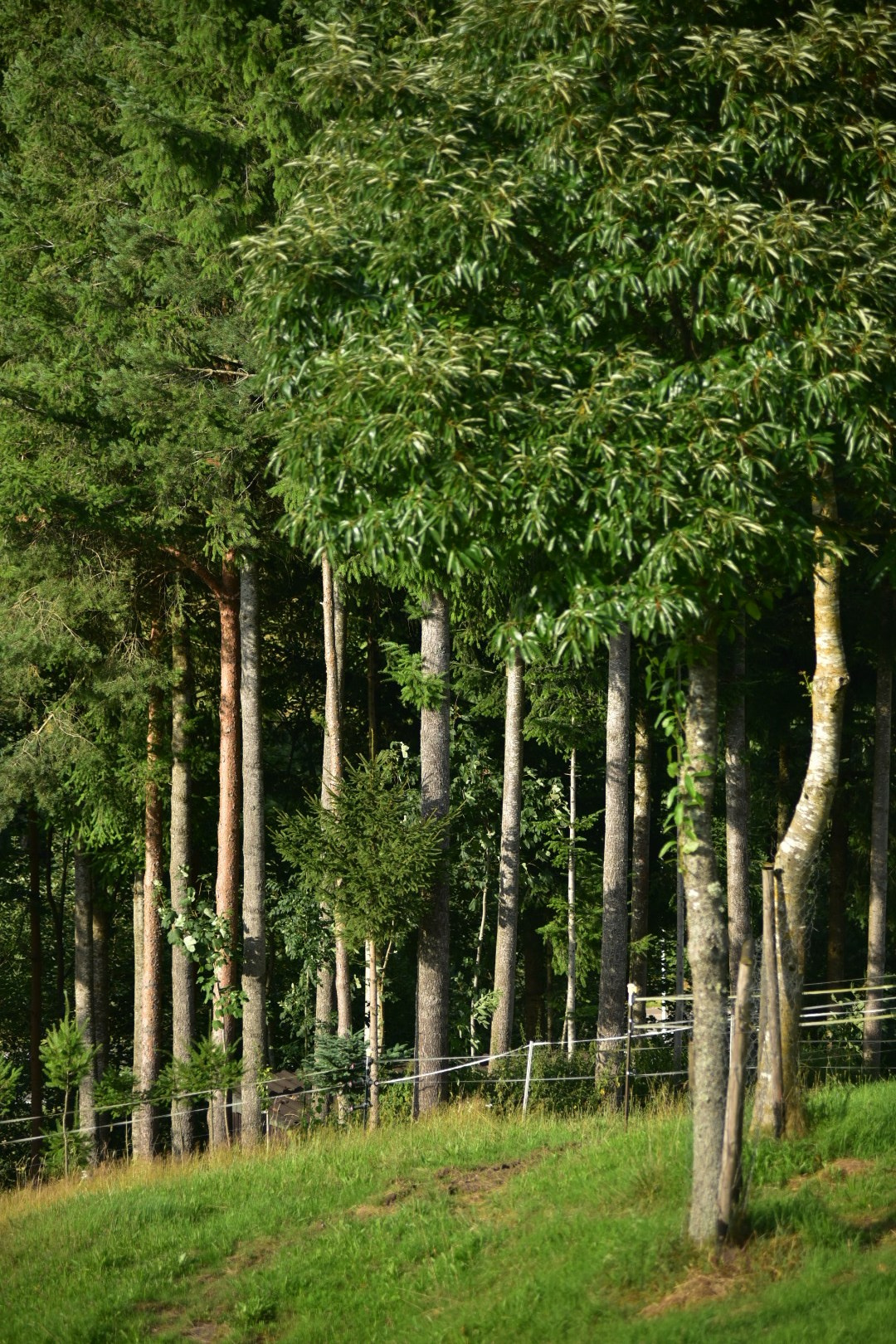 Baiersbronn. Фотограф Милена Яновска