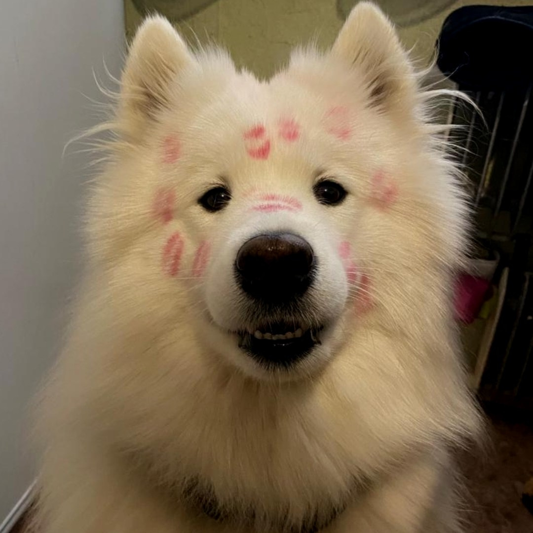 Отзывы. Самоед Новосибирск