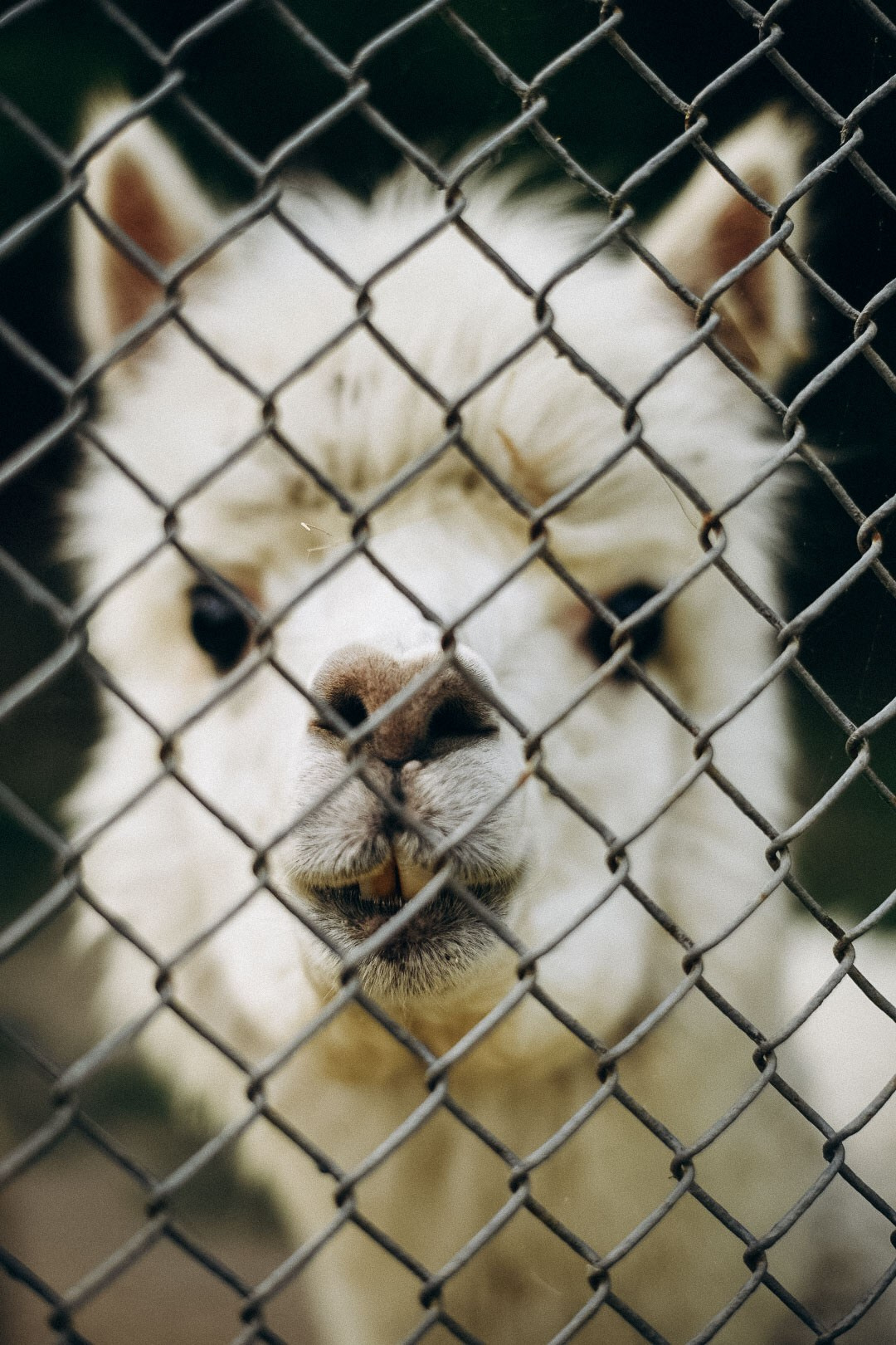 Эко-парк Каткова. Фотограф в Сочи — Маргарита Поганова