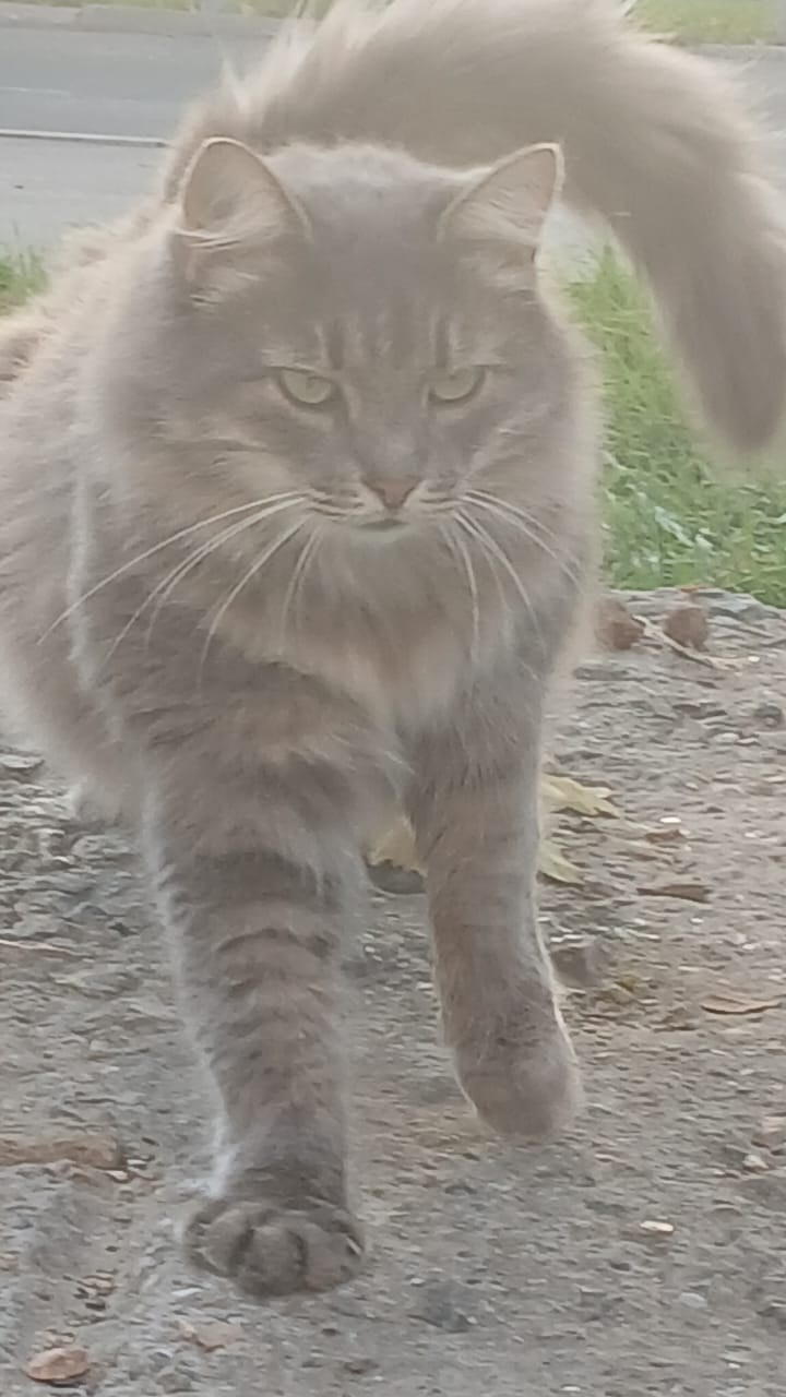 Севастопольские коты в объективе мобильного телефона. Фотограф Александр Лайкачев