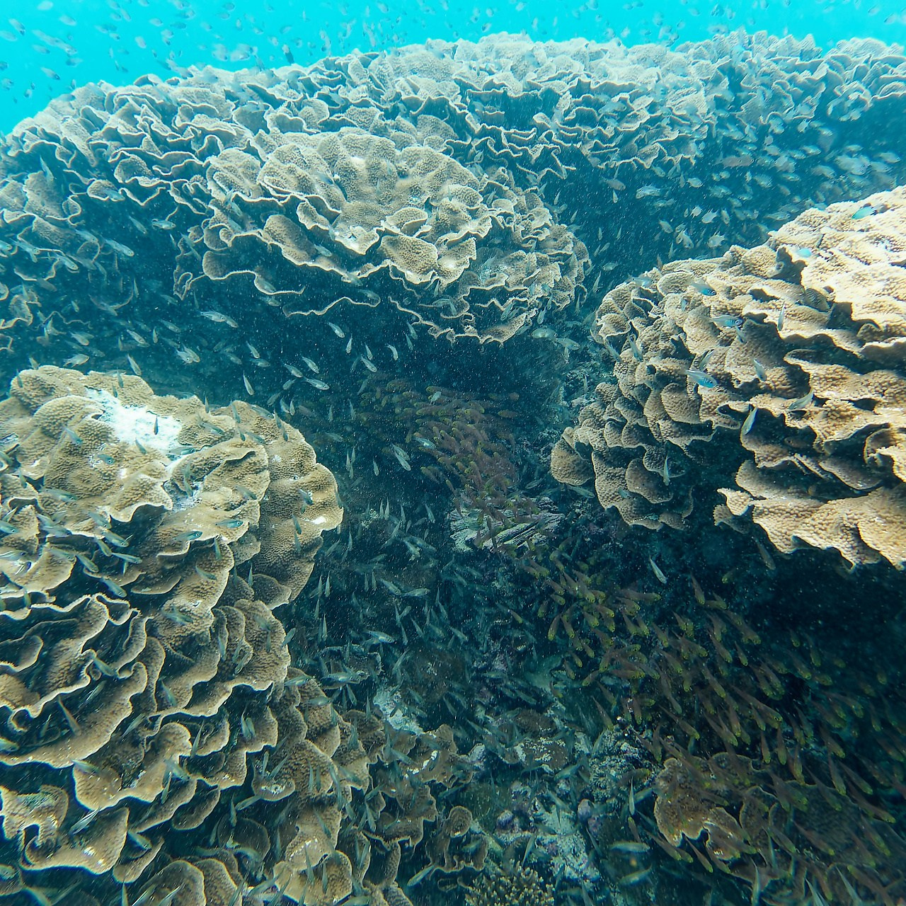 Мне посмотреть. Рыбов показываю