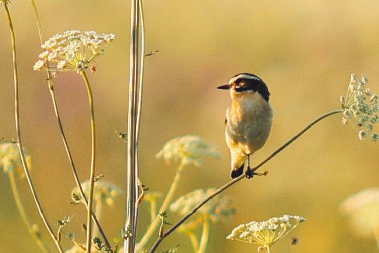 Wildlife photography. Photographer Kirill Sergeev | Moscow