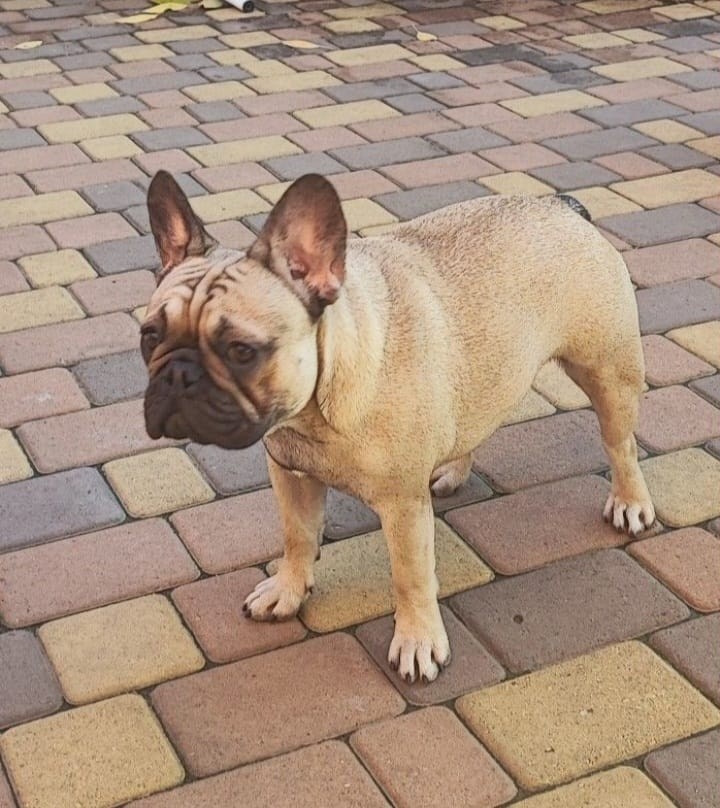 Купить Французского Бульдога Иркутск, Купить щенка Французского бульдога Иркутск, Питомник Французских Бульдогов Иркутск,  Питомник Французский Бульдог Иркутск, 