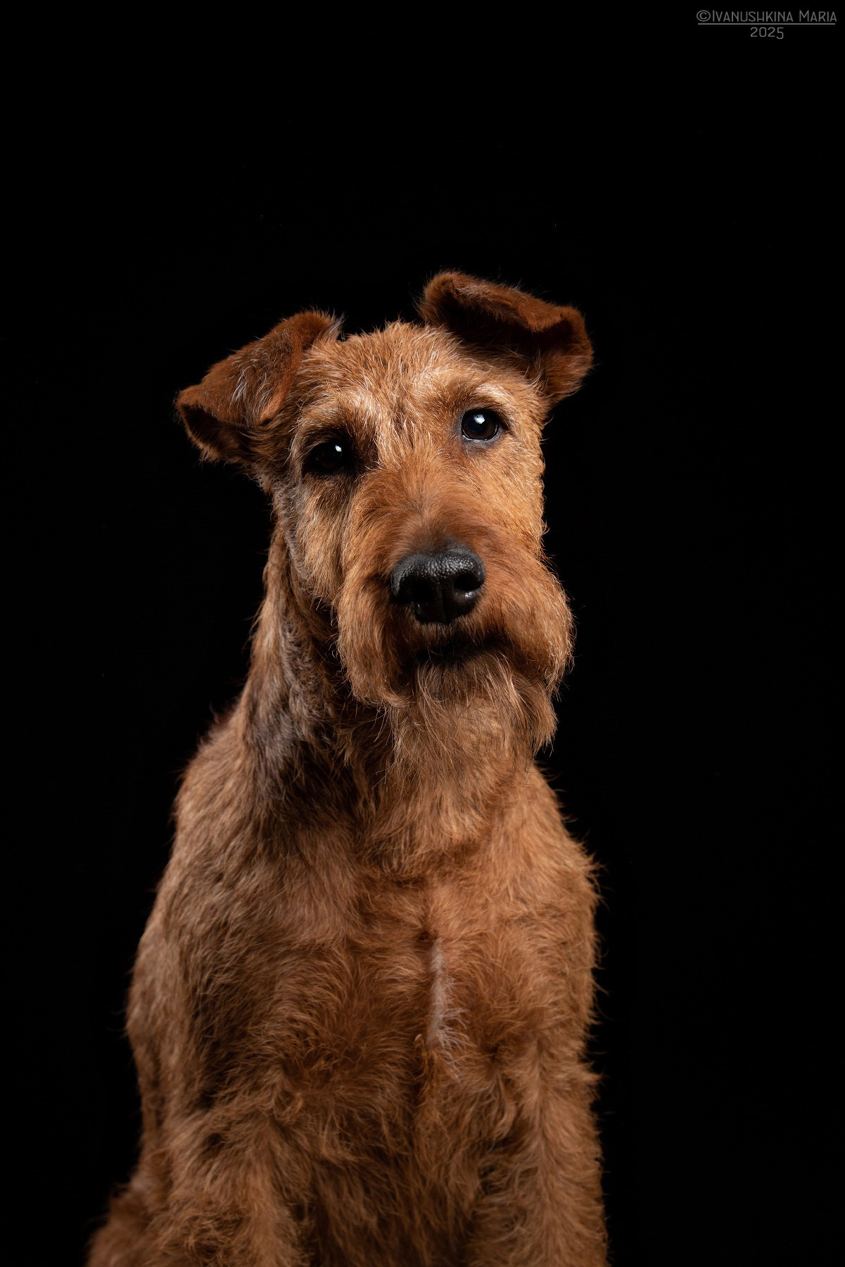 Фотосессия собаки в студии. Фотограф собак в Москве и Московской области Иванушкина Мария