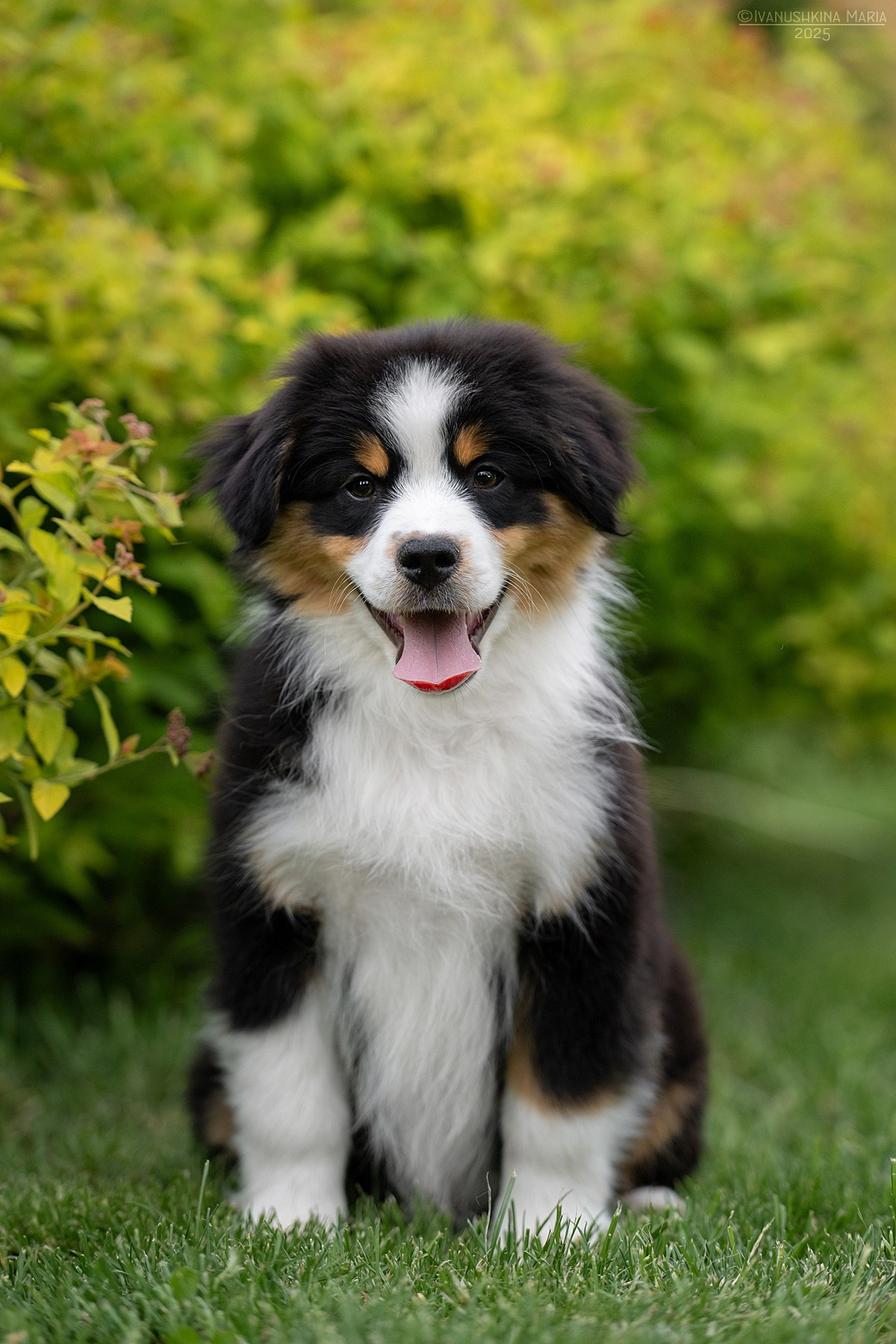 Фотосессия щенков на продажу. Фотограф собак в Москве и Московской области Иванушкина Мария