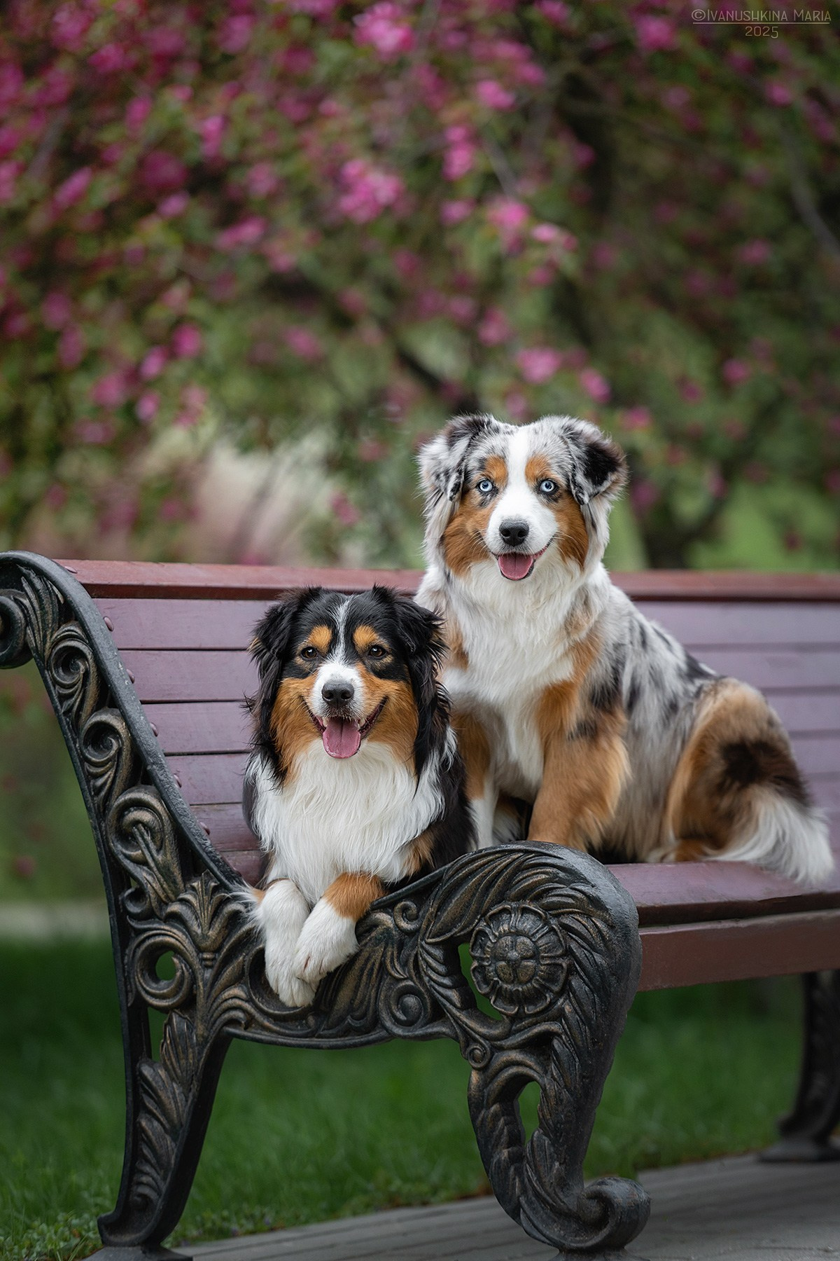 Фотограф-анималист. Фотограф собак в Москве и Московской области Иванушкина Мария