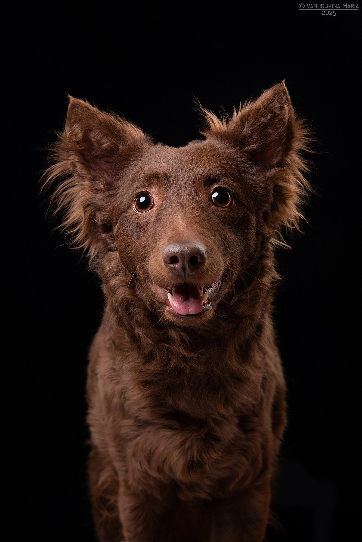 Фотосессия собаки в студии. Фотограф собак в Москве и Московской области Иванушкина Мария
