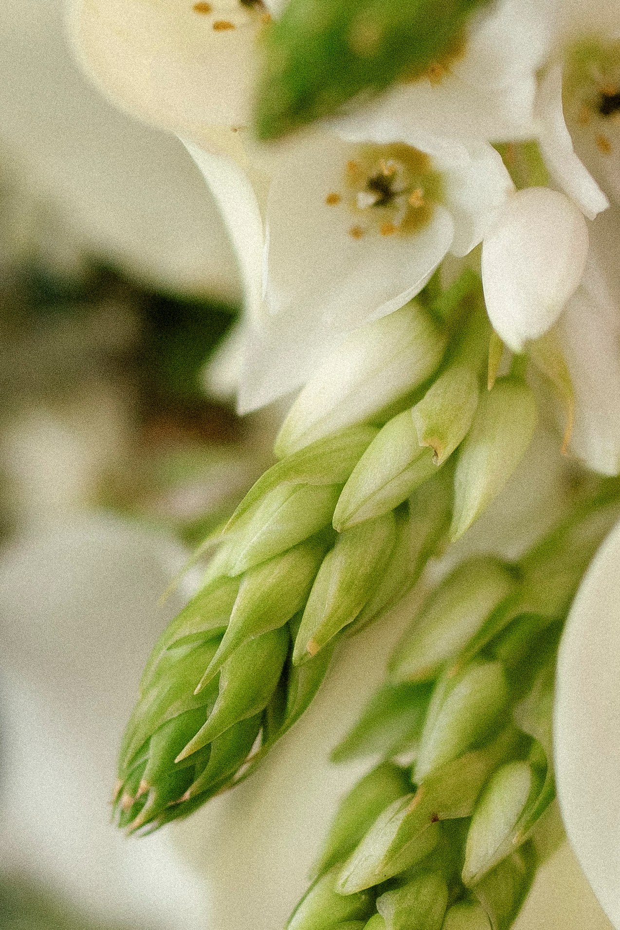 Катя и Миша 26.10.24. Индивидуальный, семейный и свадебный фотограф