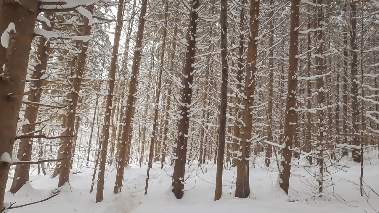 Mad Fox Ultra 50 miles 2024. Роман Капилюшов. Бег. Фото. Видео. г. Люберцы