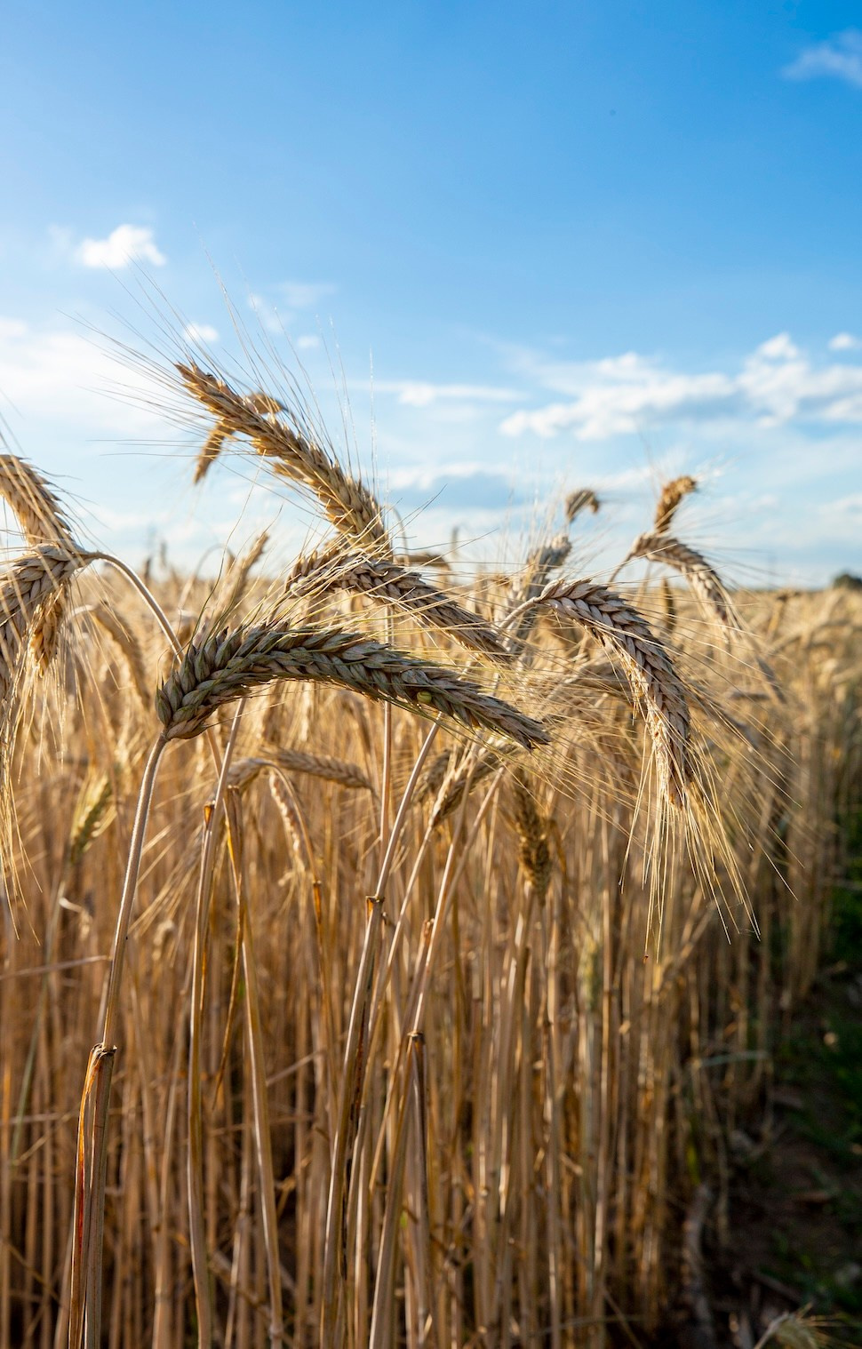 Поле. Фото о жизни