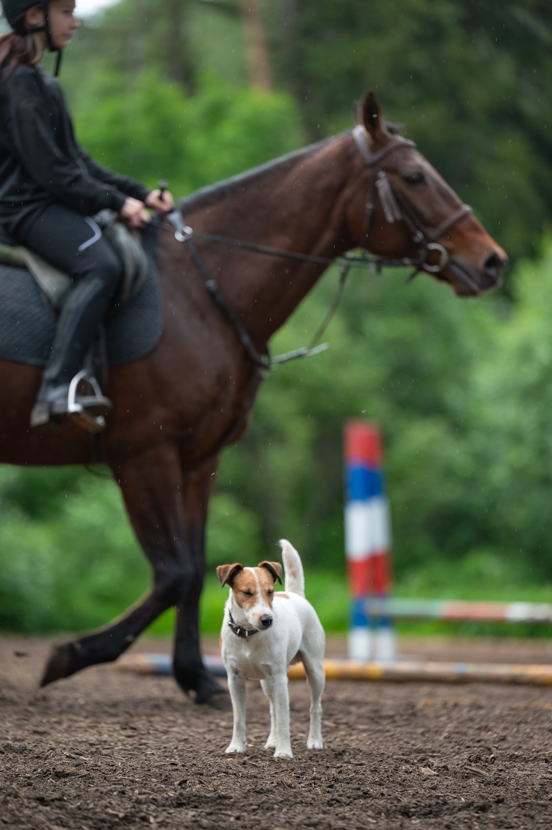 Конюшня. Мир живой фотографии о Вас и для Вас