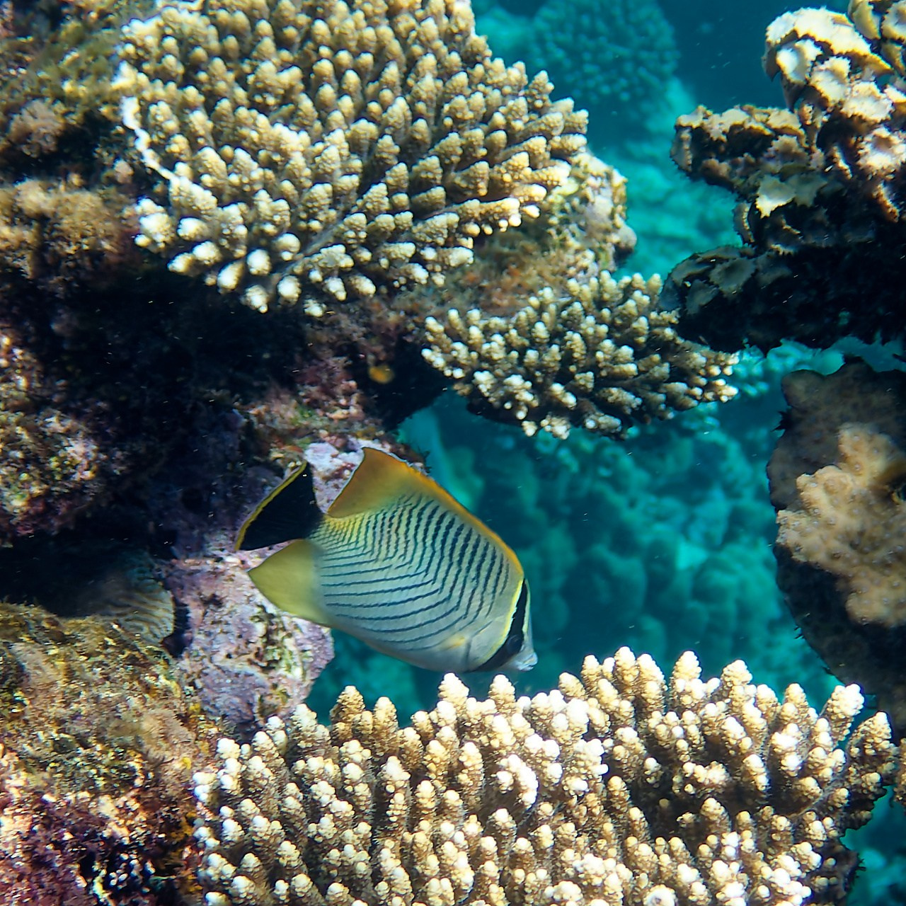 Мне посмотреть. Рыбов показываю