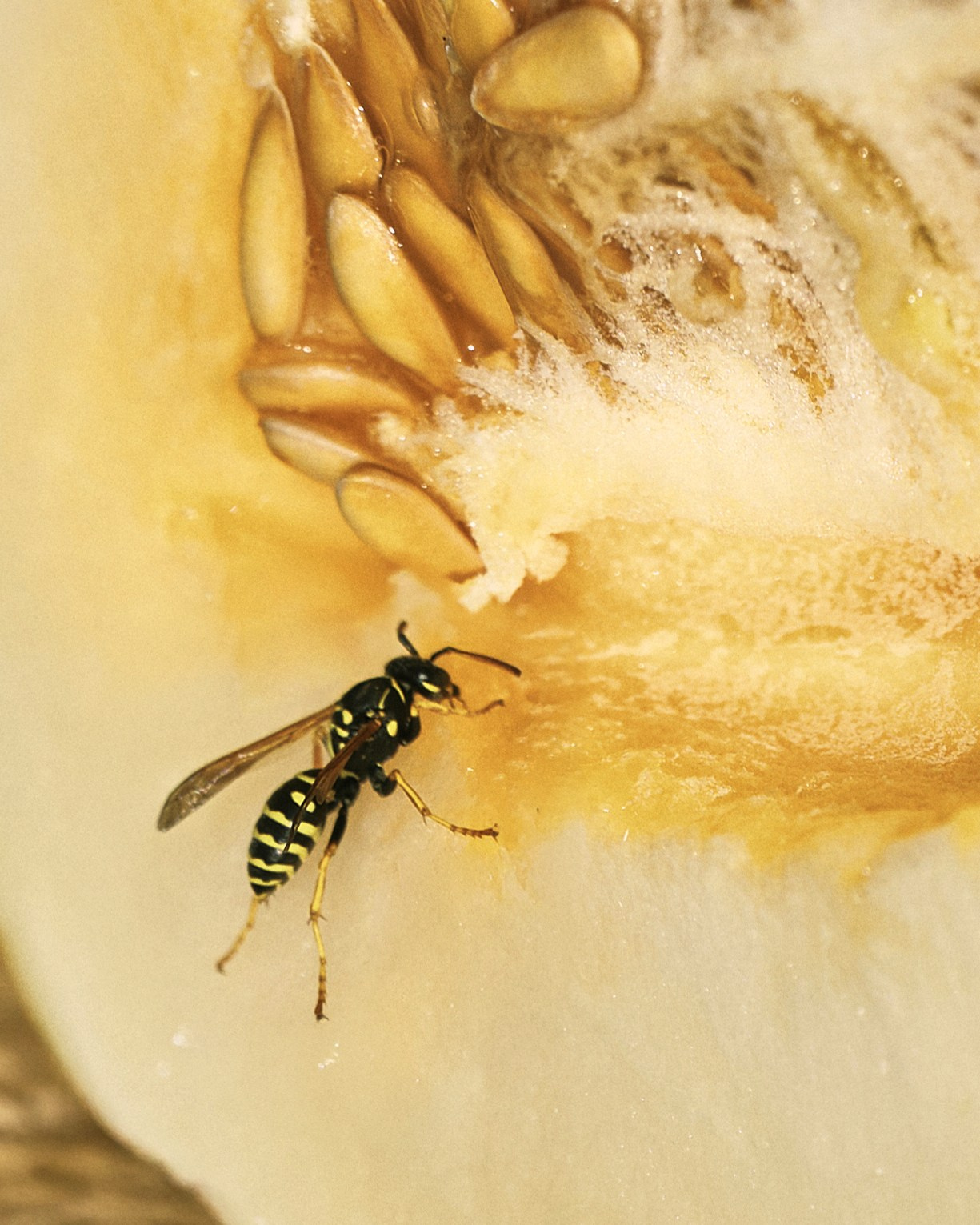 Артем & Анна. Свадебный фотограф Кристина Вениченко