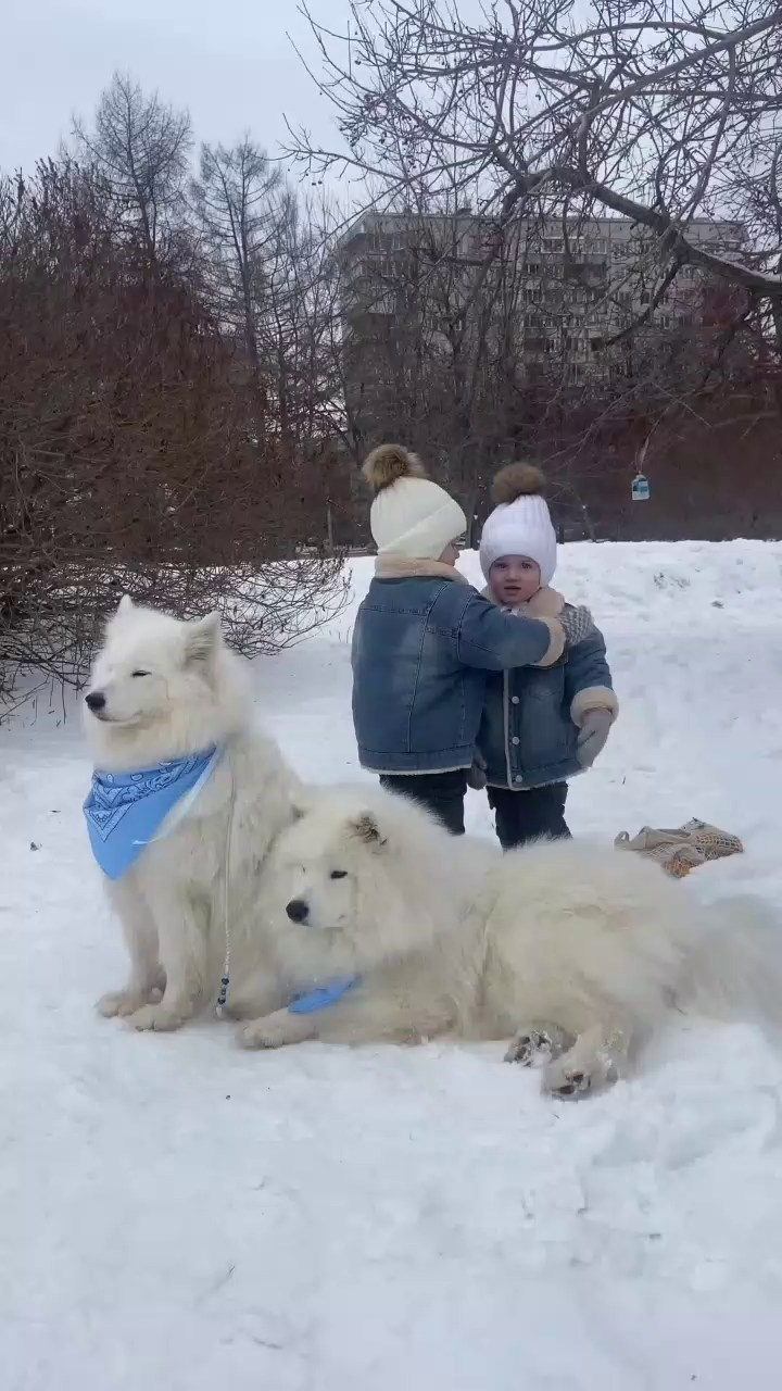 Фотоссамоедами Нарымский сквер самоед. Самоед Новосибирск