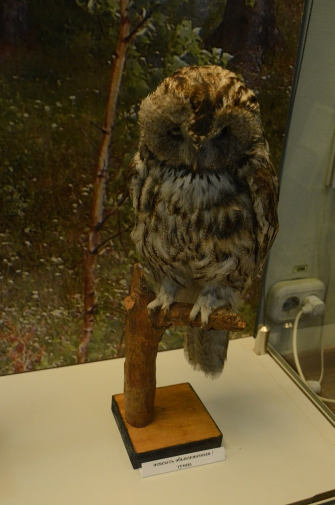 Йошкар-Ола и Чебоксары | 19-20.03.2016. Галерея Фантим