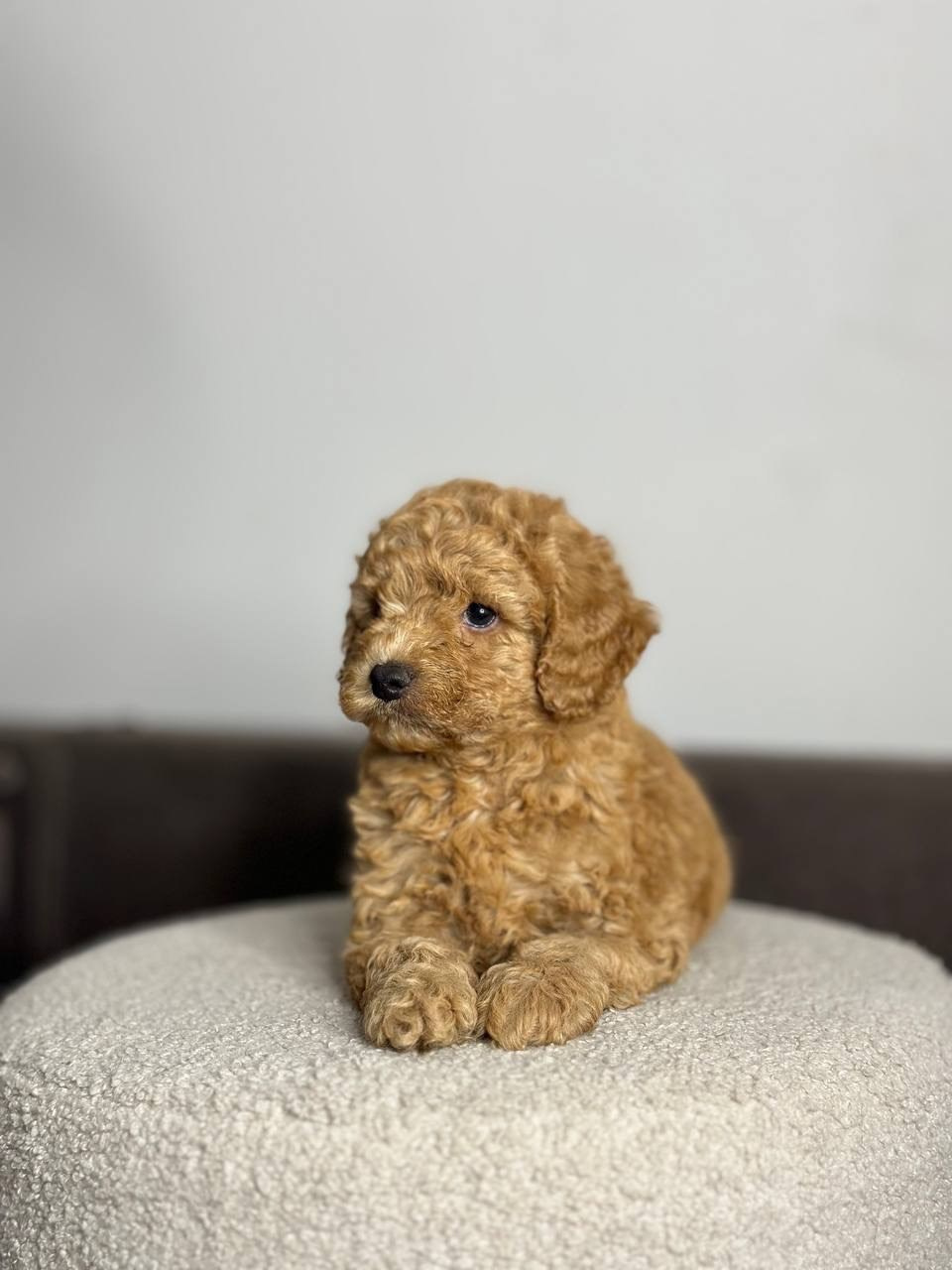 Щенки. Заводчик Labradoodle в Санкт-Петербурге — Костылева Ульяна
