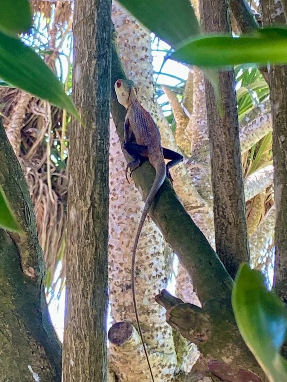 Шри-Ланка | 31.01 — 10.02.2025. Галерея Фантим