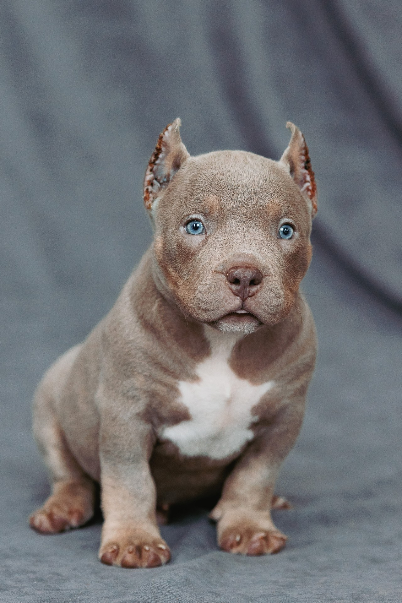 Щенки. Фотосъёмка для бизнеса — предметное фото, репортаж с мероприятий, портреты людей, съёмка интерьера и экстерьера