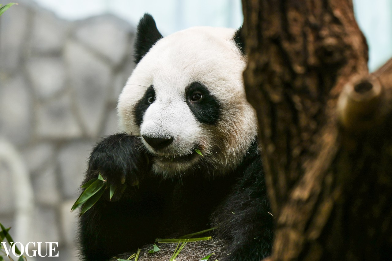 VOGUE. Репортажный, архитектурный, театральный и файн-арт фотограф Лена Мельникова в Москве