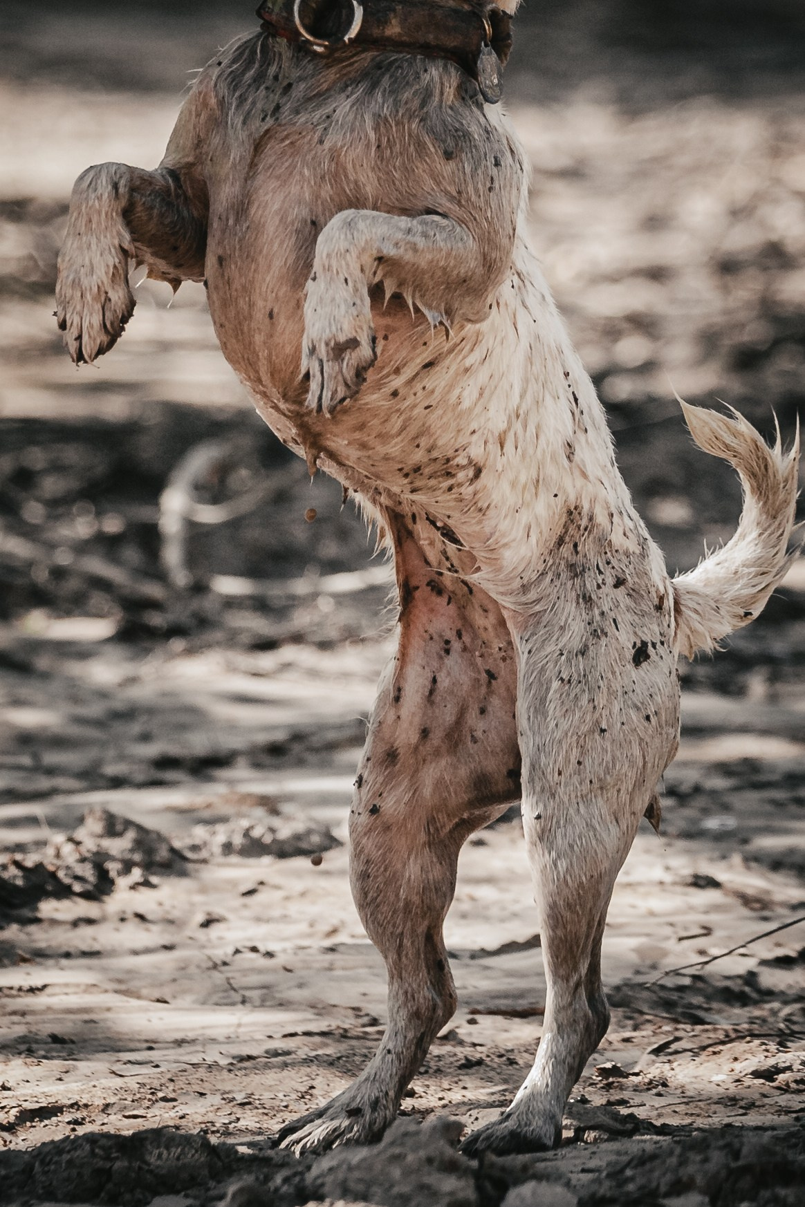 Кондуки. Фотограф-анималист Татьяна Степанова