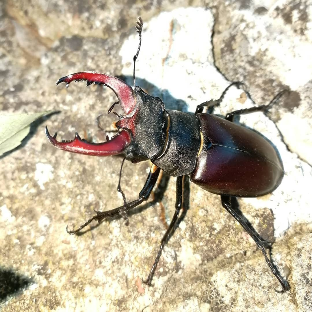 Anka`s Instagram. Заставка