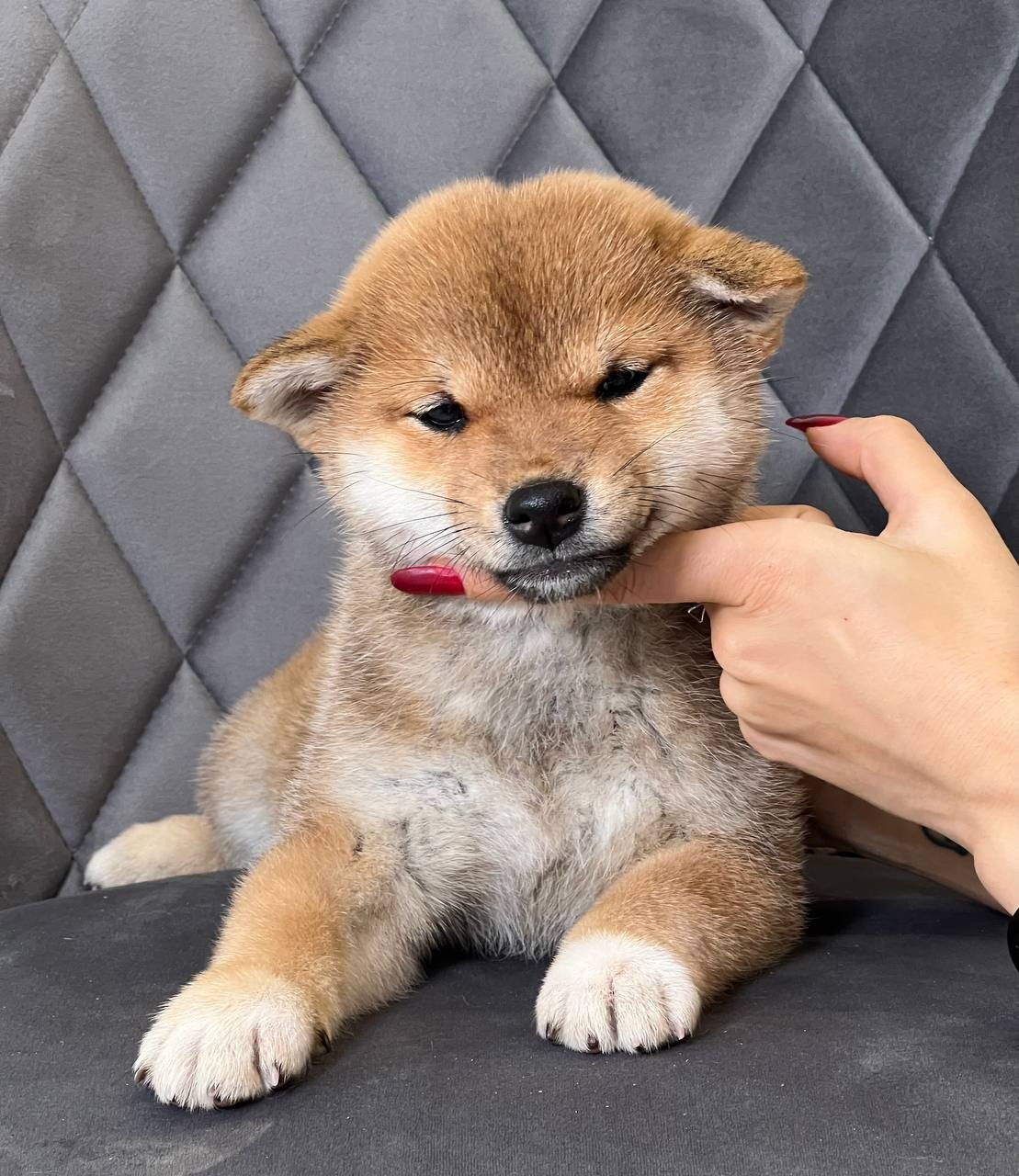 сиба питомник Рубилайт щенки на продажу rubylight  сиба щенки купить СПб Санкт-Петербург 