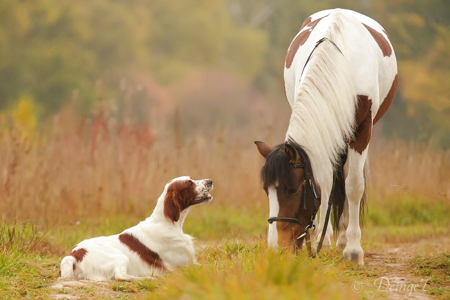 Съёмки собак на природе. Фотограф-анималист Natalia Deingel | Фотосъемка собак в Москве