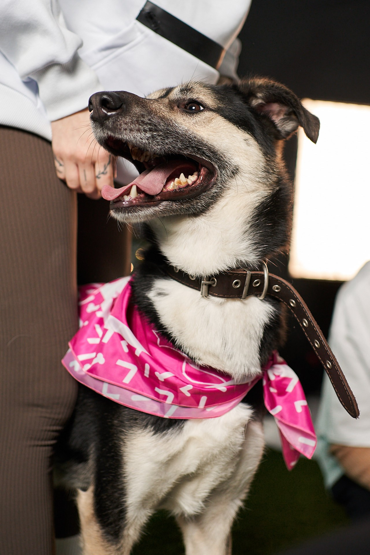 Проект «Андердоги» для коллаборации Фонда «Рэй», Sports.ru, Пари. Фотограф анималист Москва Дарья