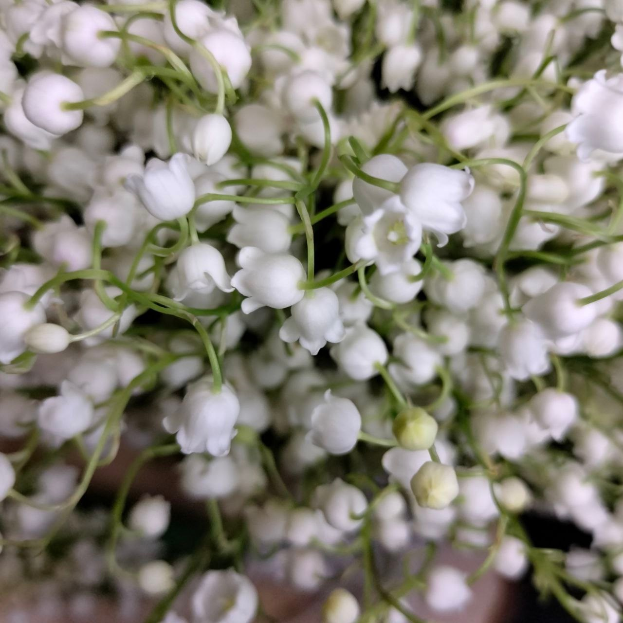 Для любого повода. Мария Сурмина-Ким. Флорист