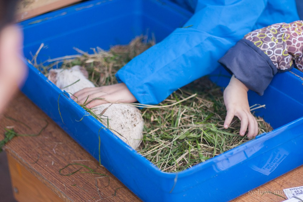 Ярмарка талантов. Детский и семейный фотограф, фотограф мероприятий Нижний Новгород