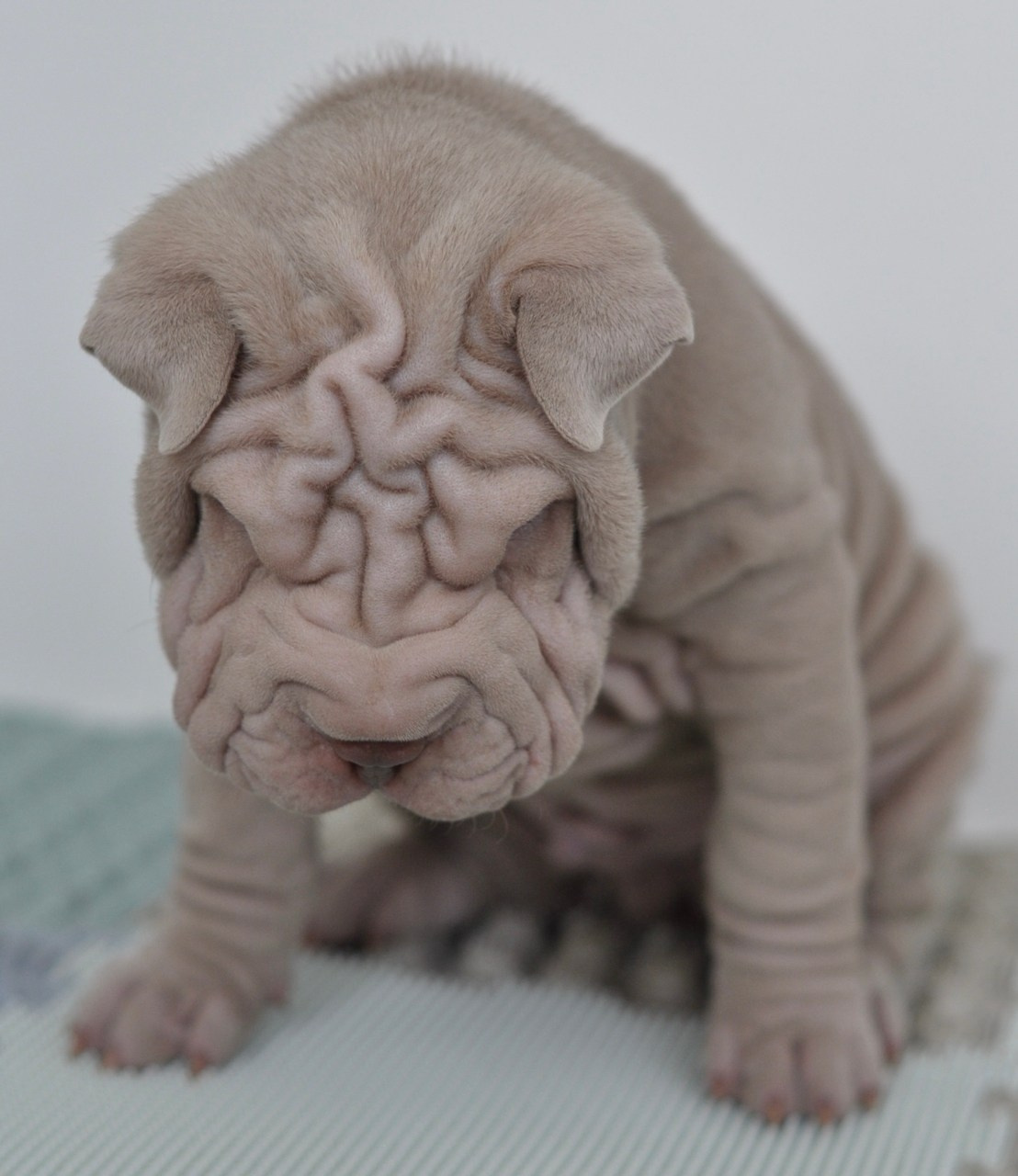 Свободные щенки Шар Пей в Иркутске. Питомник собак Иркутск