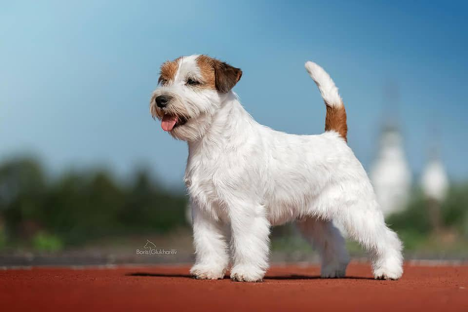 Lovely-Orange Grand Muffin. Lovely-Orange питомник джек рассел терьеров