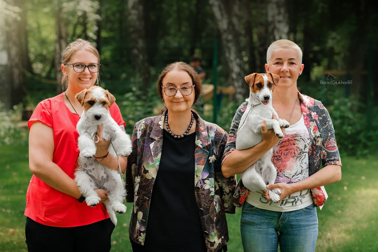 Lovely-Orange Strategy. Lovely-Orange питомник джек рассел терьеров