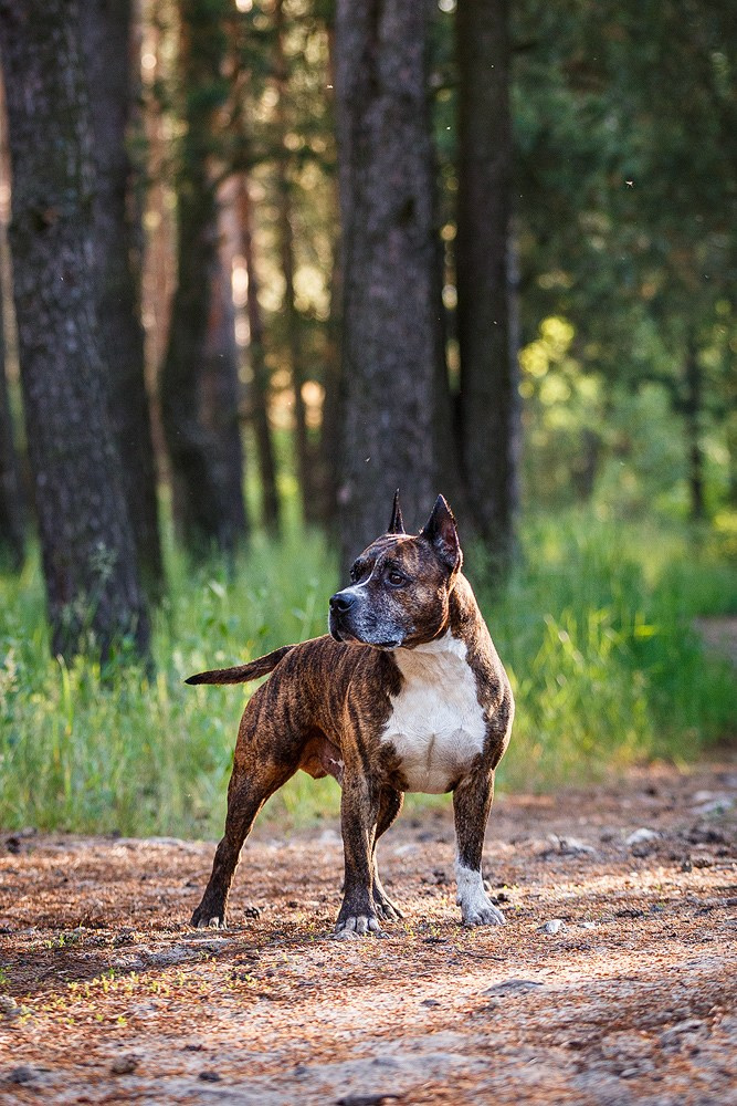 АСТ Федя, Пако и Ника. Фотограф-анималист Natalia Deingel | Фотосъемка собак в Москве