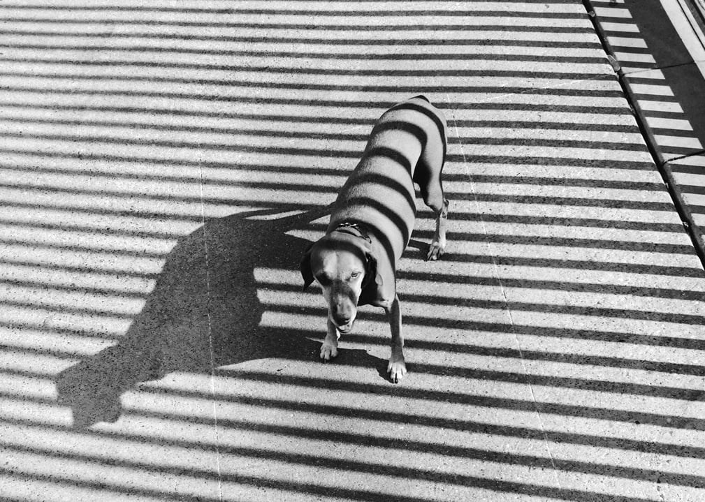 Композиция кадра. Семейный и свадебный фотограф в Майкопе Михаил Мартиросян