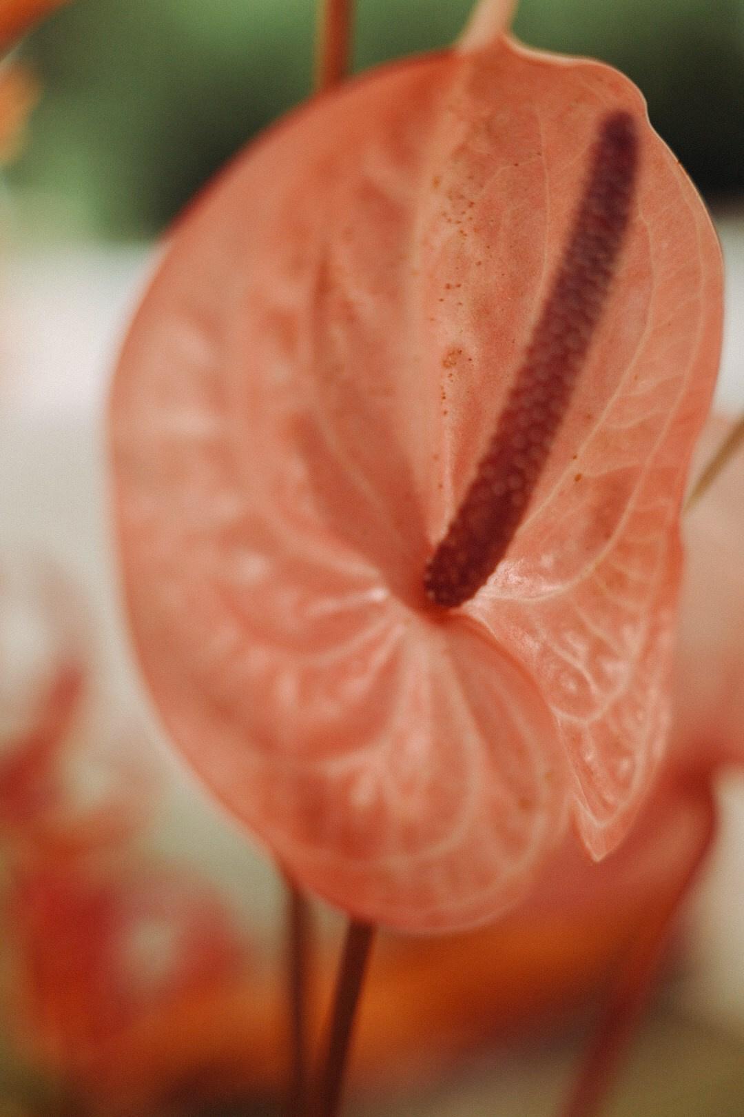 Коля и Наташа. Фотограф Нижний Новгород