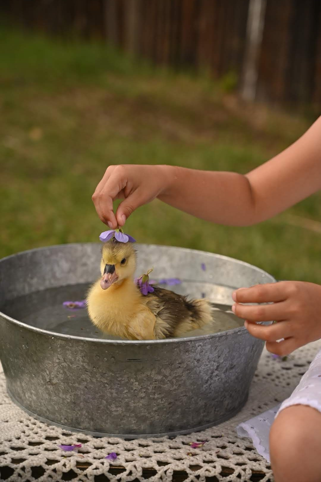 Дети и гусята. Семейный и детский фотограф в Хакасии