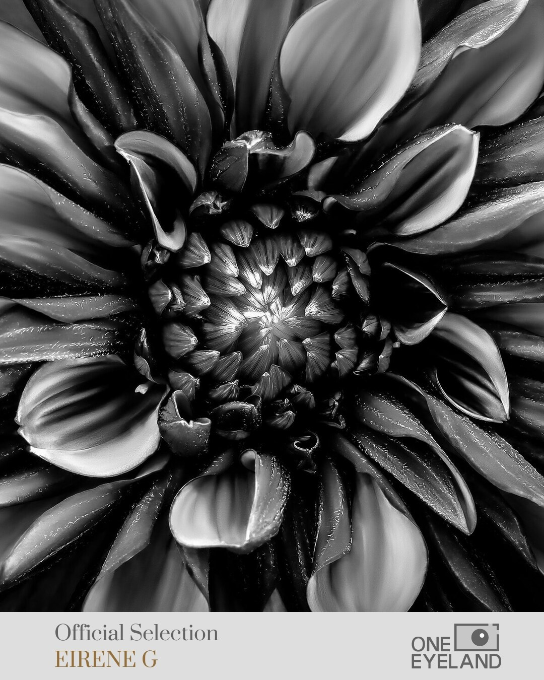 ONEEYELAND GALLERY. Eirene G |  Photoartist | Flowers from my garden