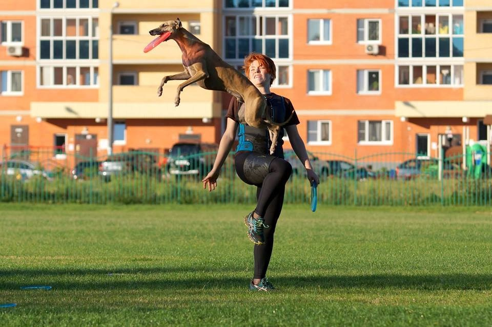 Fire Wolf. Питомник уиппетов «BIRNENHOF»