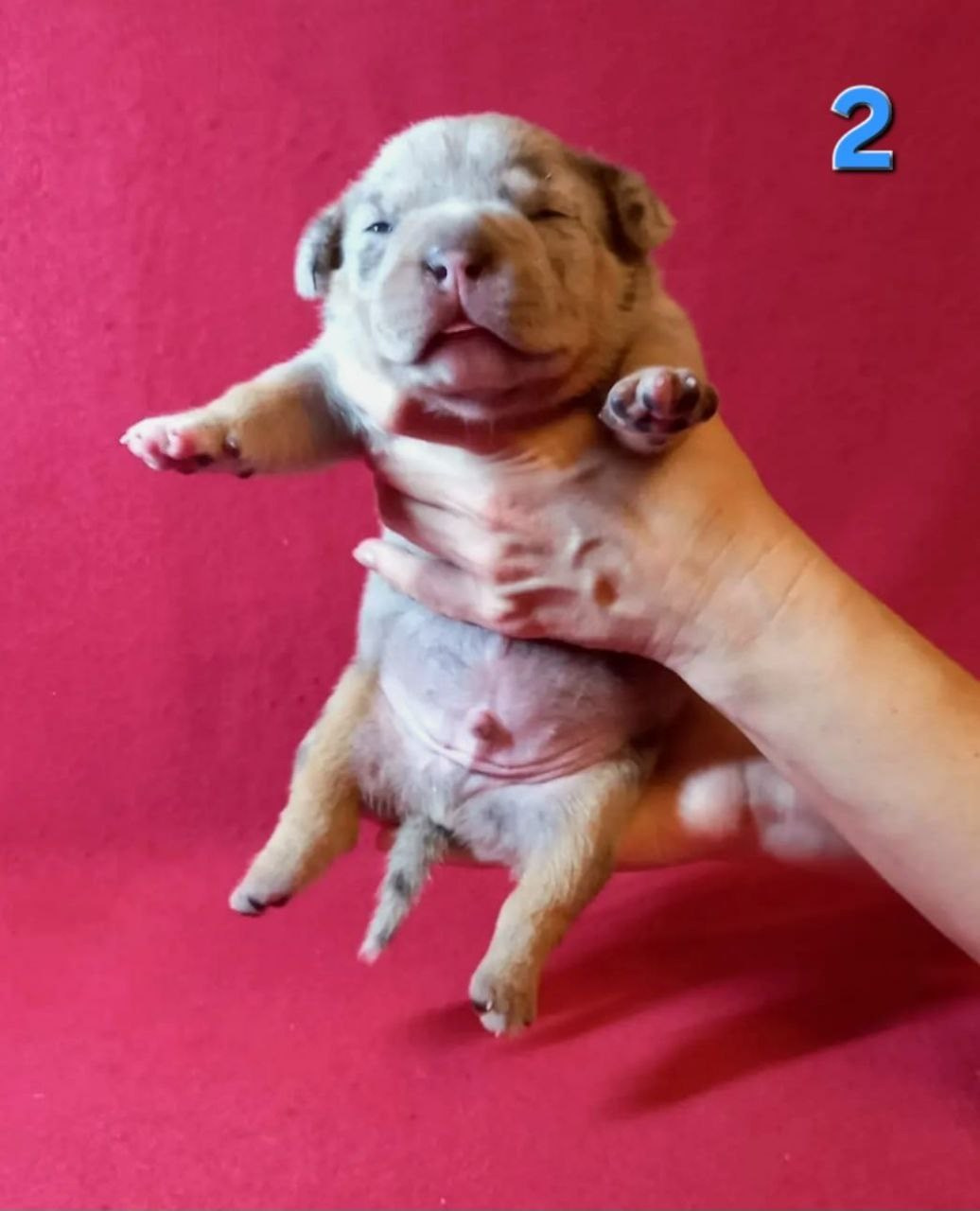 Щенки Американский булли. ПИТОМНИК СОБАК ПОРОДЫ АМЕРИКАНСКИЙ БУЛЛИ